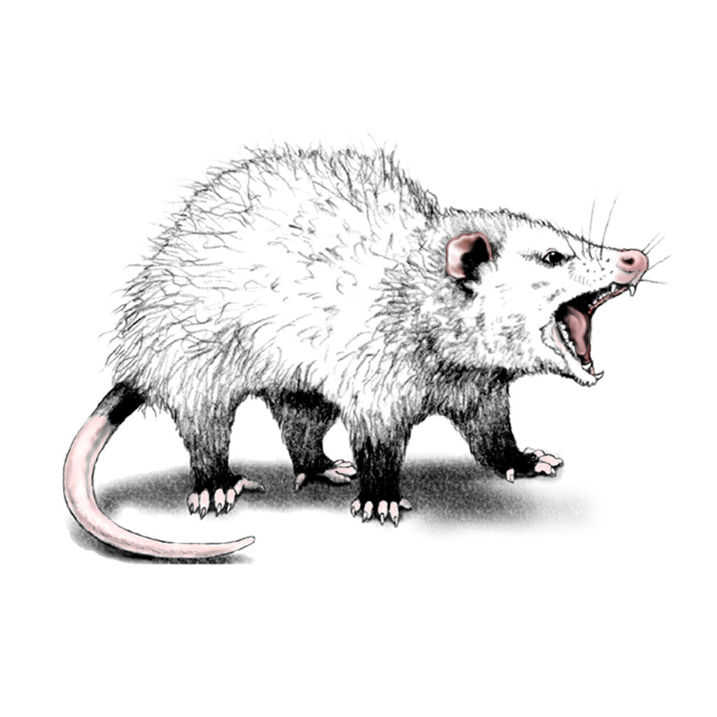 Virginia Opossum - Better In Belize Eco Community